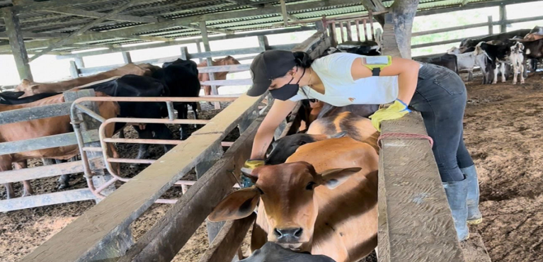 Este lunes comenzará el primer ciclo de vacunación contra aftosa en Colombia