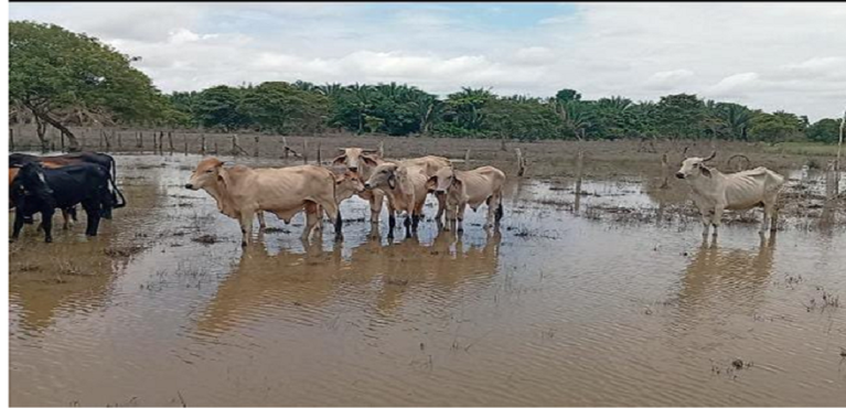 $13.000 millones en pérdidas afronta el sector ganadero por afectaciones climáticas